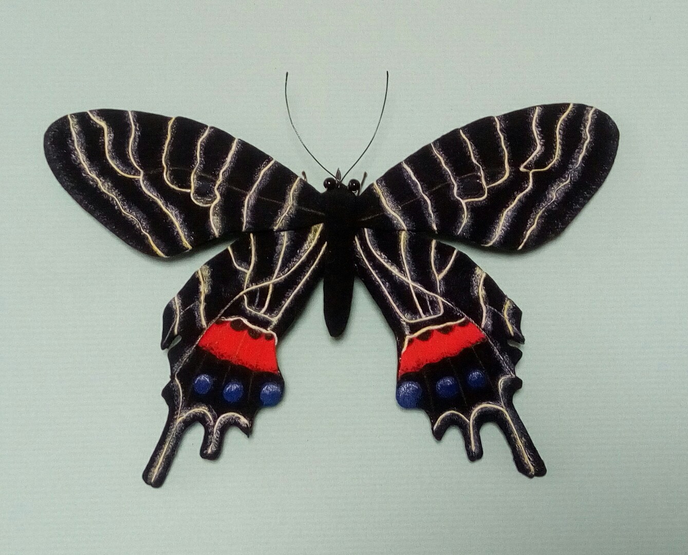 ブータンシボリアゲハ – うつくしい昆虫布図鑑